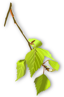 PNG24BrancaLledoner250x375