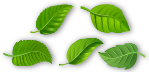 FullesHoritzontals300x145